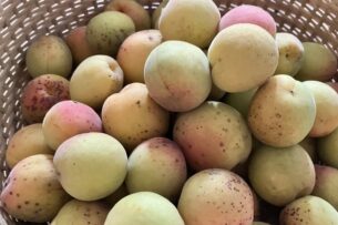 夏休みのキッズ料理教室①