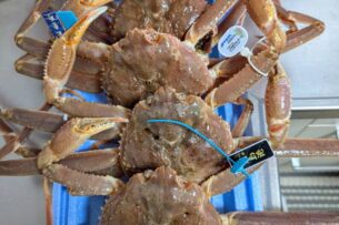 クリスマスタコス