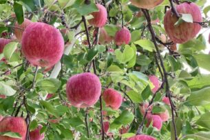 お米騒動その後