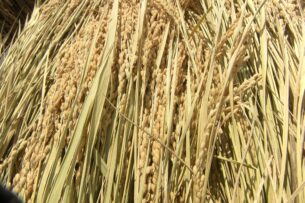 目を奪われた色鮮やかなイラスト